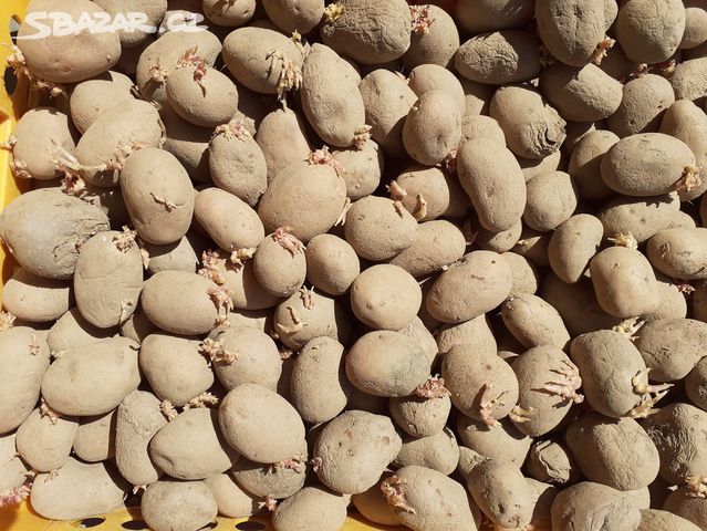 Sadbove Brambory Antonia () Sadbove Brambory Antonia